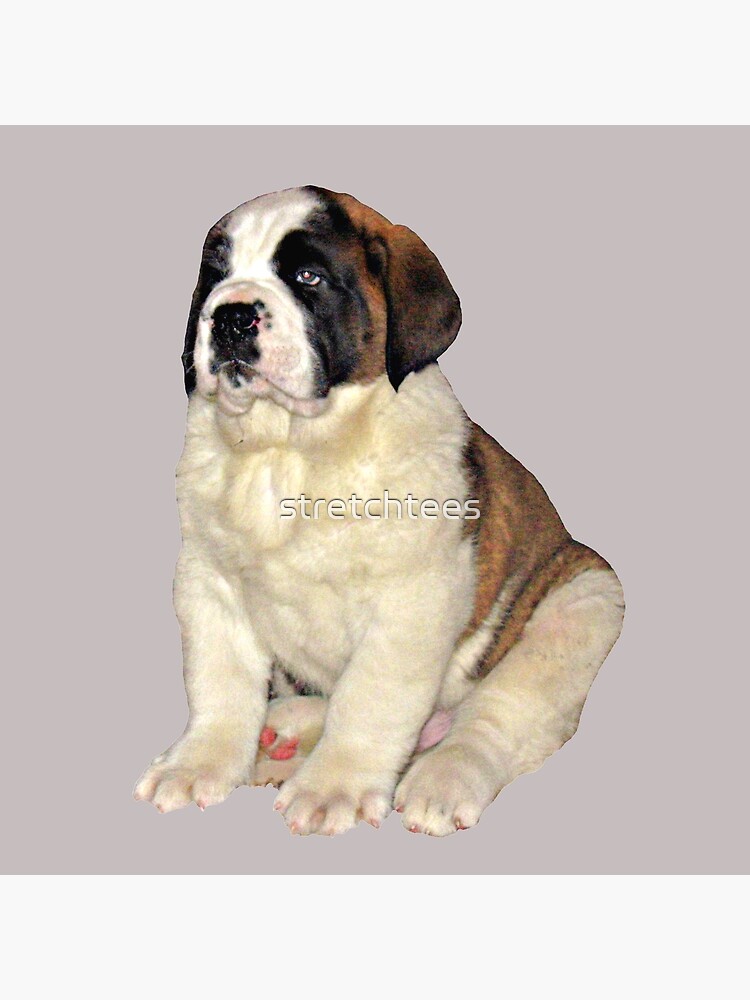 8 week best sale old saint bernard