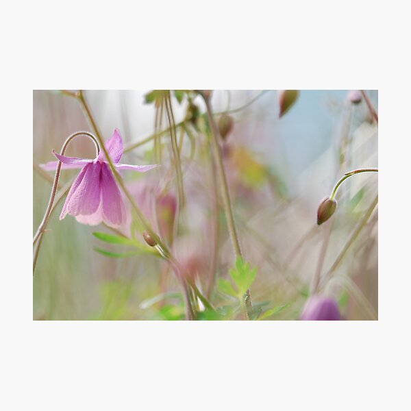 Fairy Garden Photographic Print