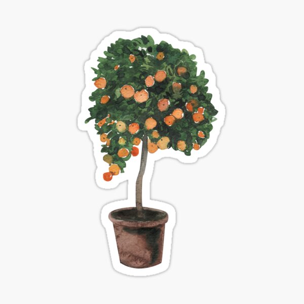 Orange Tree Sticker