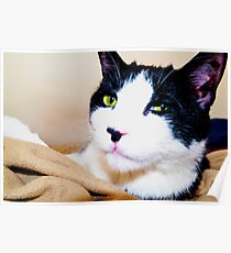 Carl the Cat Poster