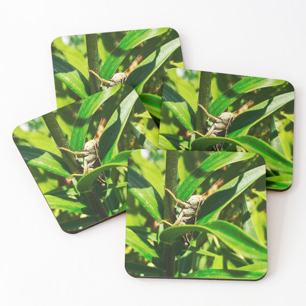 Item preview, Grasshopper  designed and sold by KTrott-Photos.