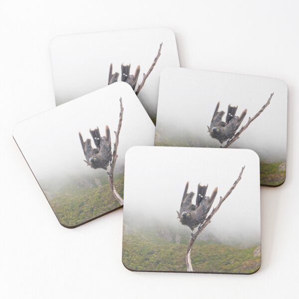 Item preview, Pied Currawong at Cradle Mountain. designed and sold by Alex Preiss.