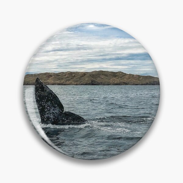 Item preview, Gray Whale Tail In Mexico designed and sold by tammyschroder.