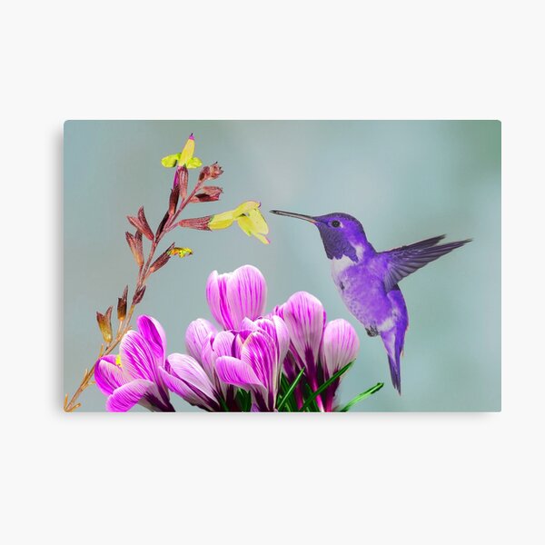 Indigenous humming Bird Metal Print