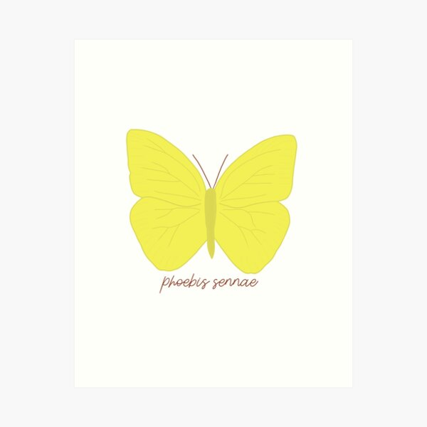 Lime Green Butterfly - Phoebis sennae 
