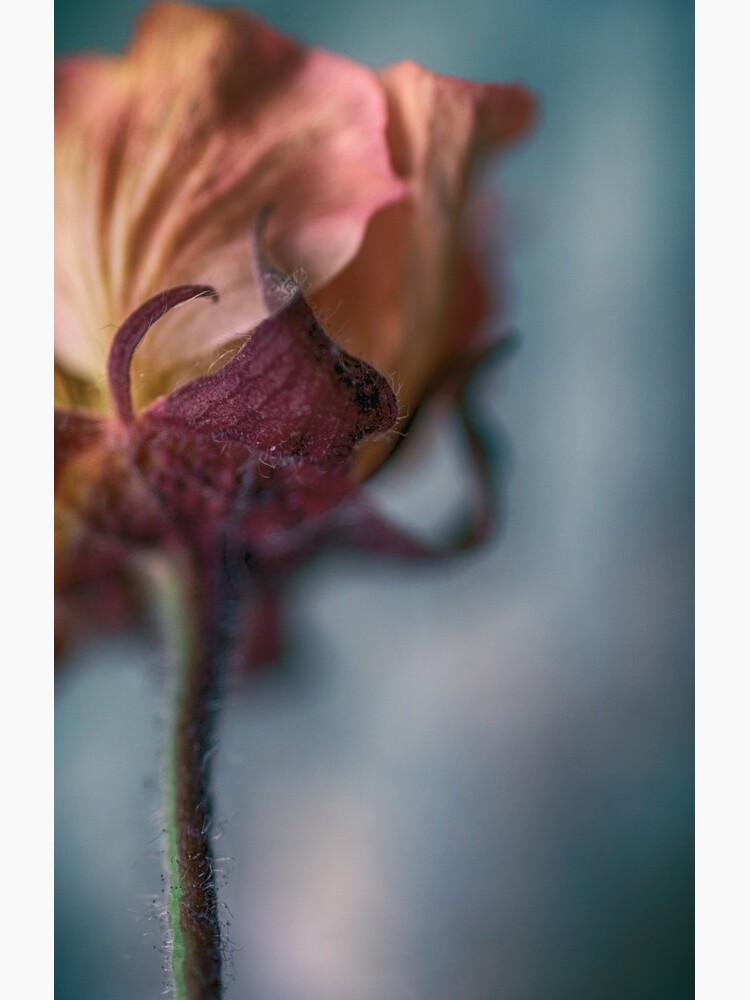 Flower Mystical by WendyLeyten