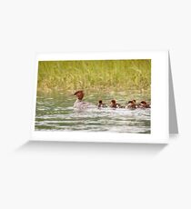 Common Merganser and Brood in Alaska Greeting Card