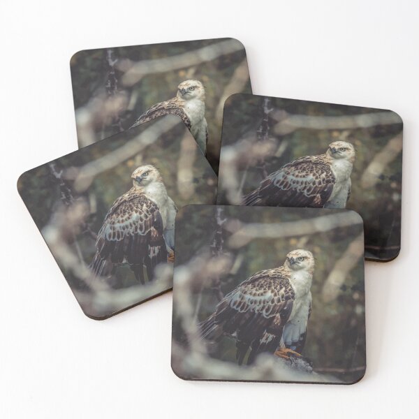 Item preview, Hawk - Wild Life designed and sold by chamsham2020.