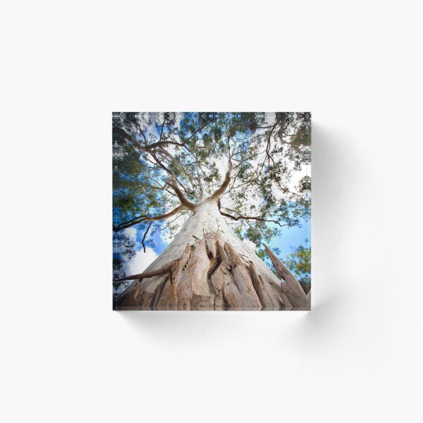 Ghost gum Acrylic Block