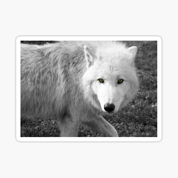Portrait of an arctic wolf black and white Sticker