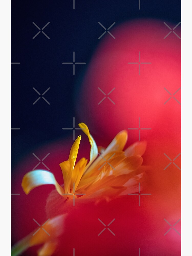 Flower Mystical by WendyLeyten