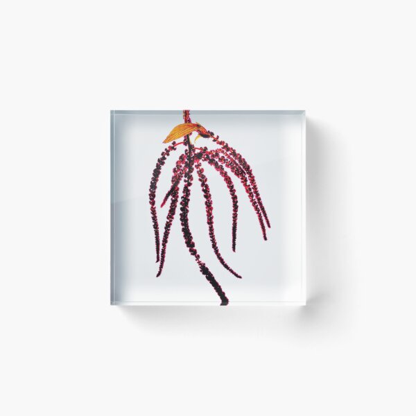 Item preview, Amaranthus Botanical designed and sold by MazGhani.