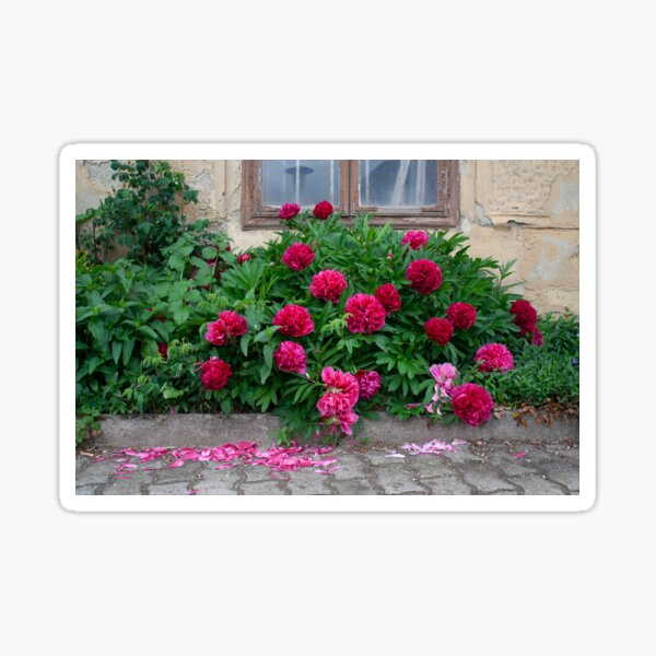 Item preview, Red Peonies designed and sold by Mythos57.
