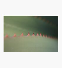 Nature Macro - Red Thorn Aloe Cactus Closeup Photographic Print
