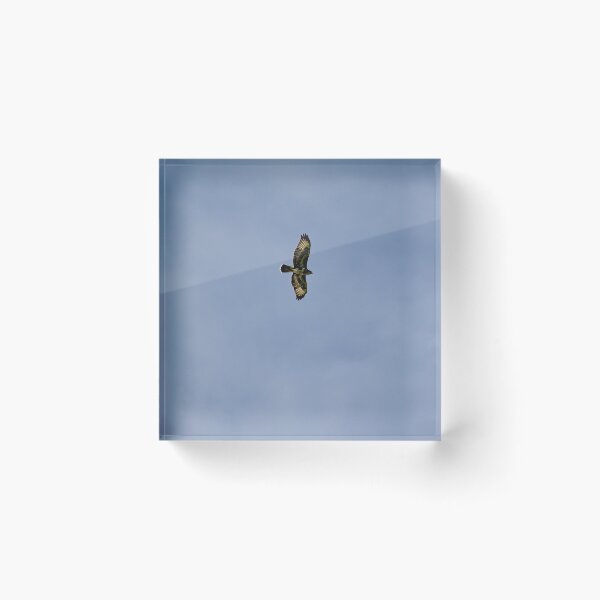 Item preview, Buzzard designed and sold by Jay Mayne.