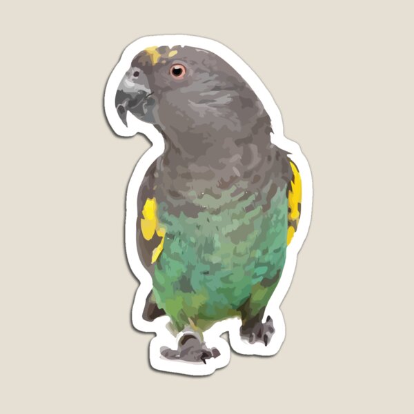 Meyer's Parrot  Magnet