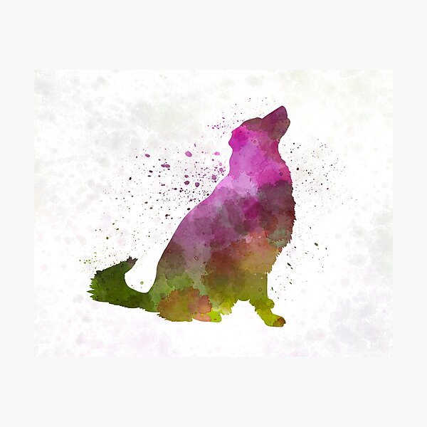 Karst Shepherd Dog in watercolor Photographic Print