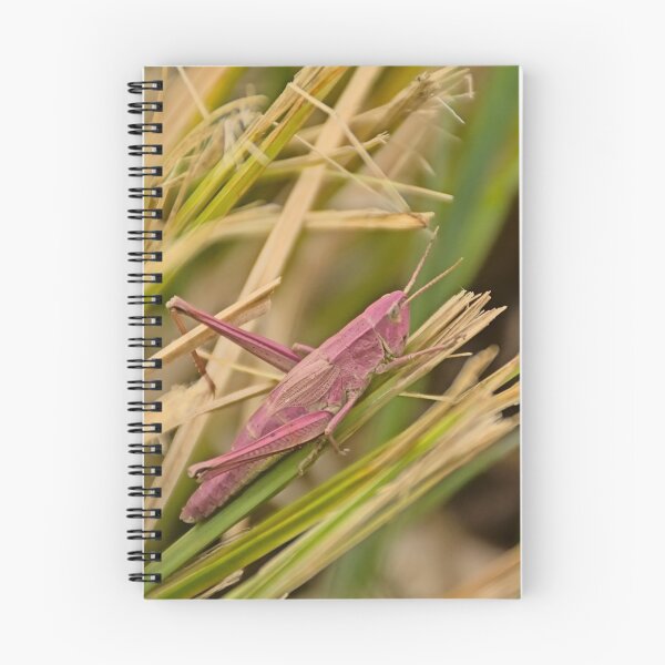 Item preview, Pink grasshopper in the grass designed and sold by xophotography.