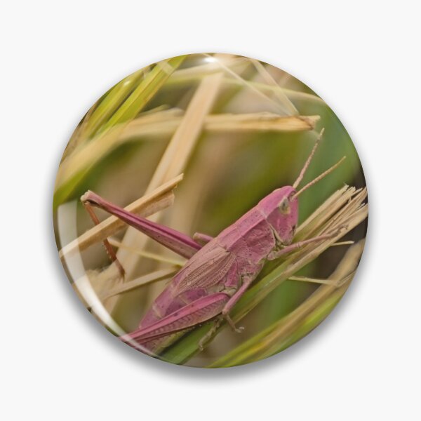 Item preview, Pink grasshopper in the grass designed and sold by xophotography.