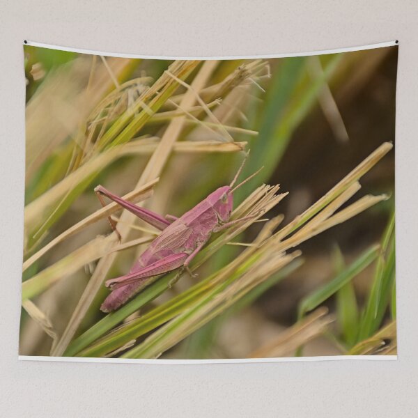 Item preview, Pink grasshopper in the grass designed and sold by xophotography.