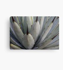 Agave Thorns -Cactus Macro, Natural Pattern h Metal Print