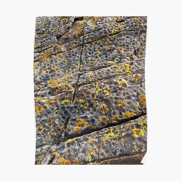 Spotty Dotty Lichen Rock Poster
