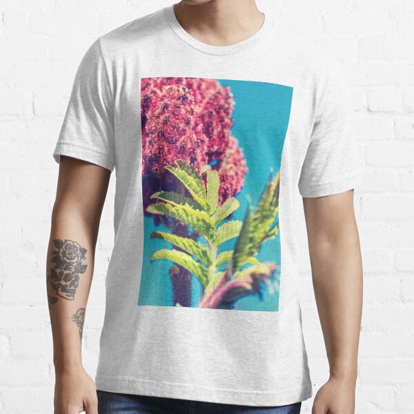 "Sumac Rhus typhina also called Virginia Sumac closeup plant leaf