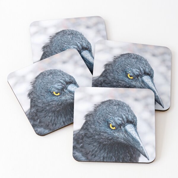 Item preview, Pied Currawong at Cradle Mountain 2. designed and sold by Alex Preiss.