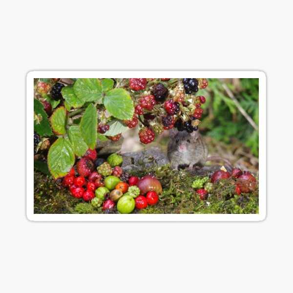 Little mouse and brambles Sticker