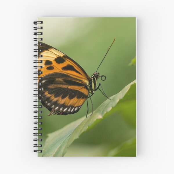 Aperçu de l'œuvre Small orange and black butterfly on the leaf créée et vendue par JBlaminsky.