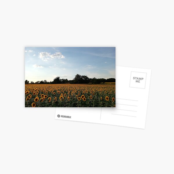 Champ de Tournesols Carte postale