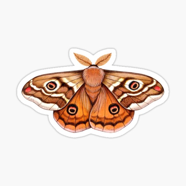 Emperor Moth  Sticker