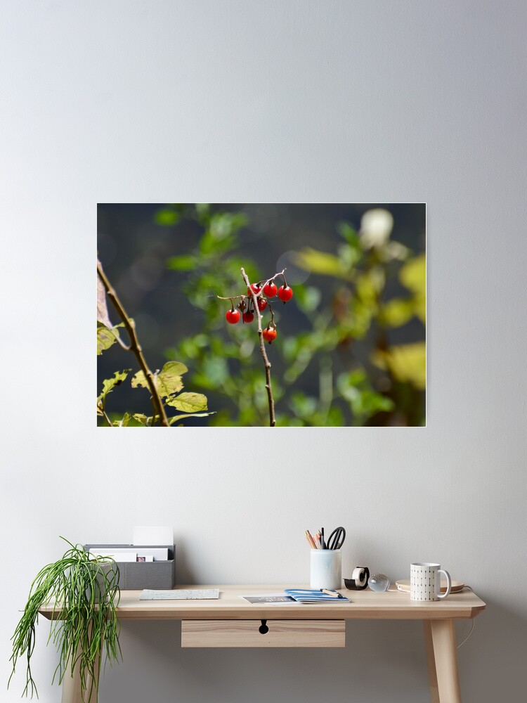 Red berries Poster