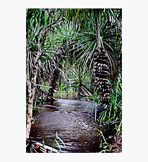 Pandanus Northern Territory Wet Season Creek Photographic Print