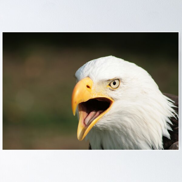 Item preview, Chirping Bald Eagle designed and sold by rhamm.