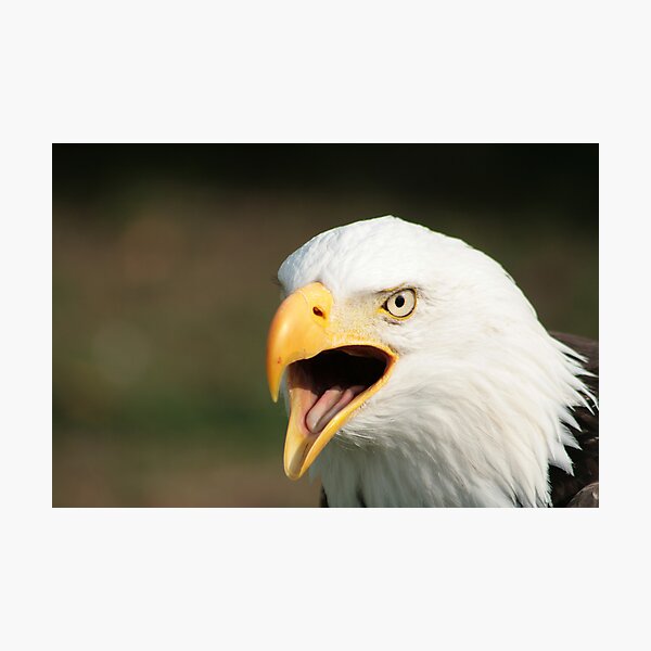 Item preview, Chirping Bald Eagle designed and sold by rhamm.