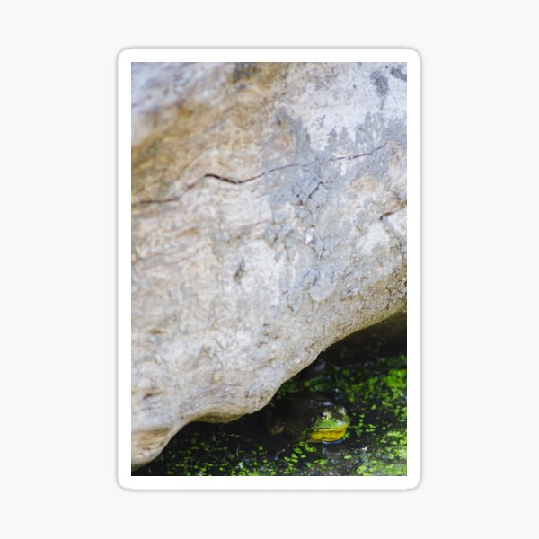 Green Frog Under Log Sticker