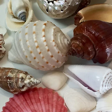 Artwork thumbnail, Colorful Sea Shell Collection by StudioKDesign