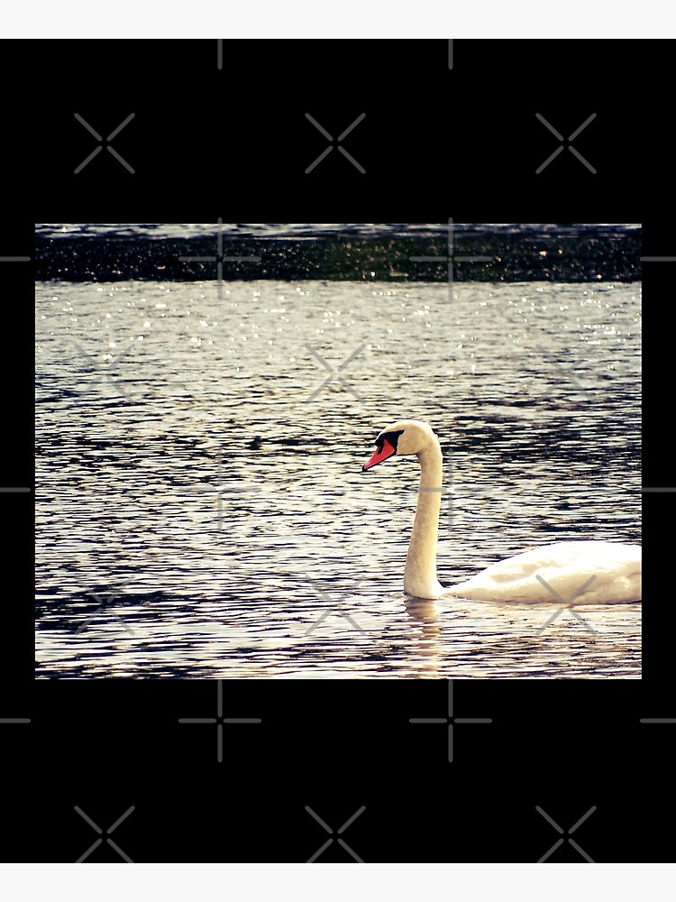 Swan, Swan sticker, Swan magnet, Swan socks by PicsByMi