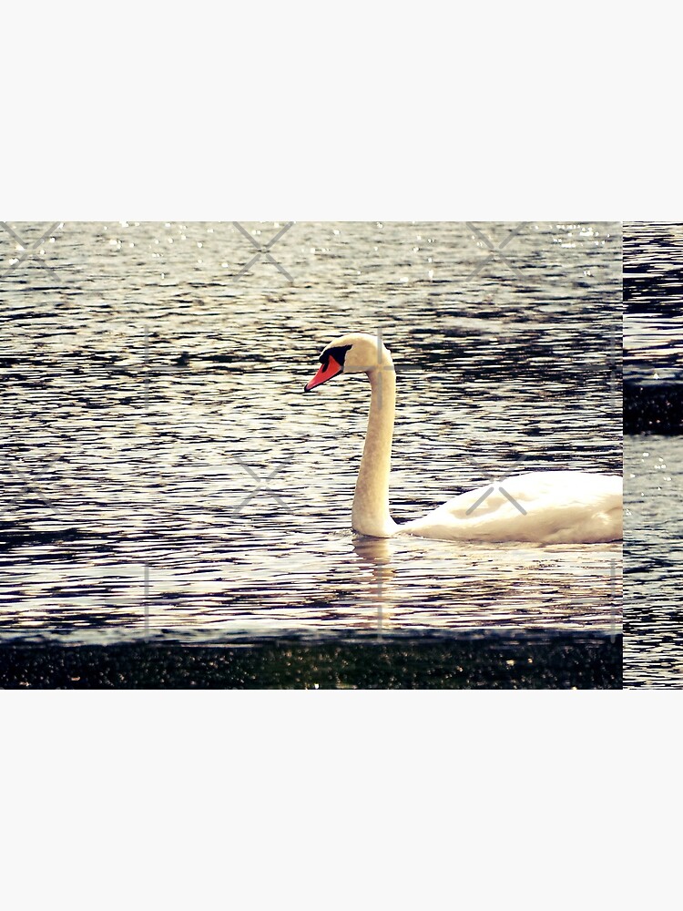 Swan, Swan sticker, Swan magnet, Swan socks by PicsByMi