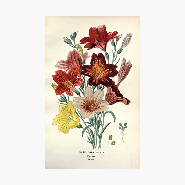 Item preview, Favourite flowers of garden and greenhouse Edward Step 1896 1897 Volume 3 0149 Salpiglossis Sinuata designed and sold by wetdryvac.