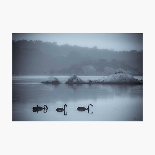 Black Swans, Wilson Inlet, Denmark Photographic Print