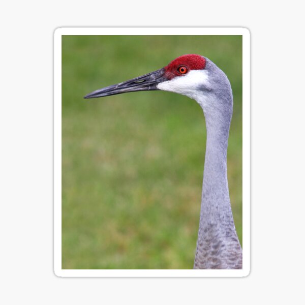 Item preview, Sandhill Crane designed and sold by James Cumming.
