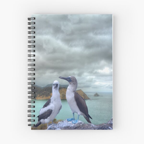 Aperçu de l'œuvre Oiseaux à pattes bleues au sommet du monde créée et vendue par Steven Kight.