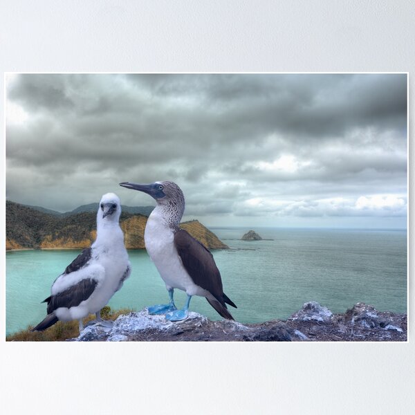 Item preview, Blue Footed birds on top of the world designed and sold by Steven Kight.