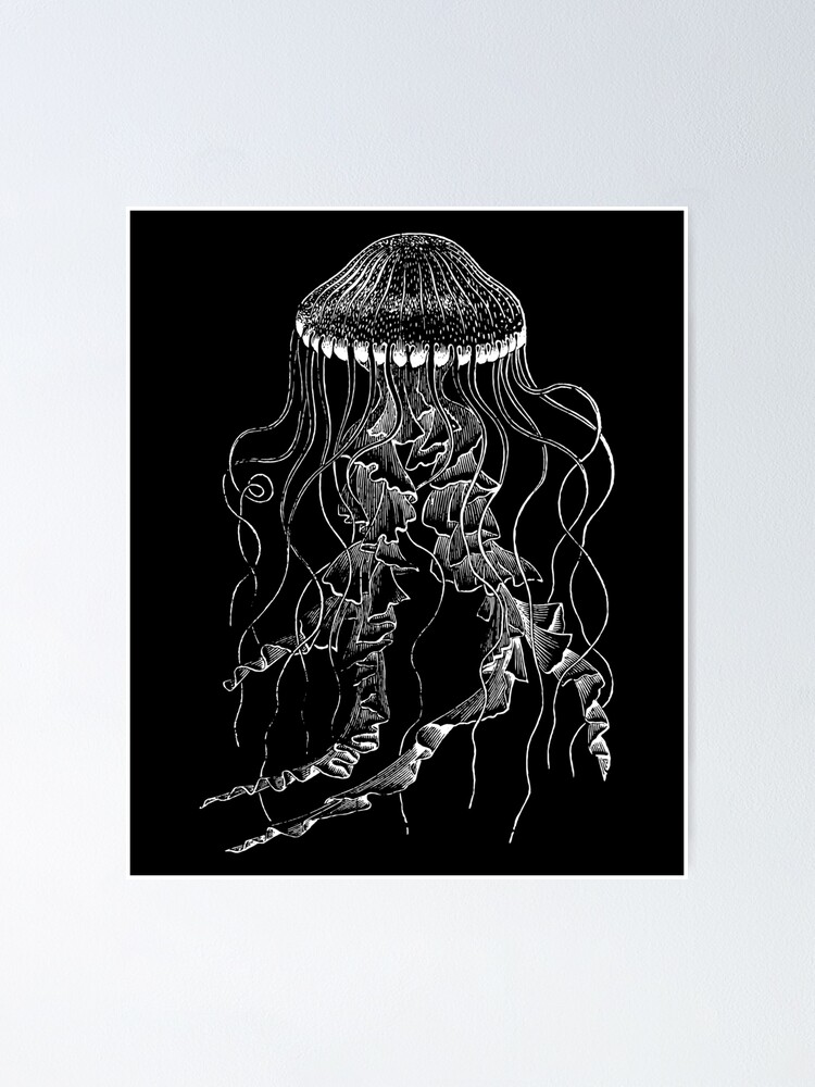 Sea Life 2 Vintage Jellyfish Sea Creature Jelly Black And White Poster By Bramblier Redbubble