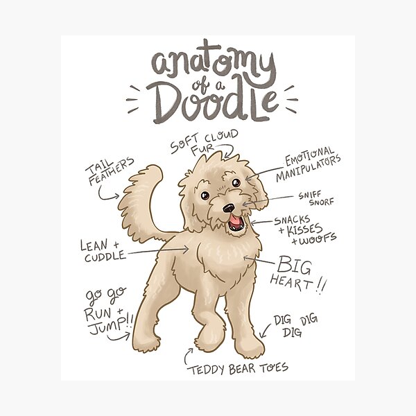 Anatomy of a Doodle Photographic Print