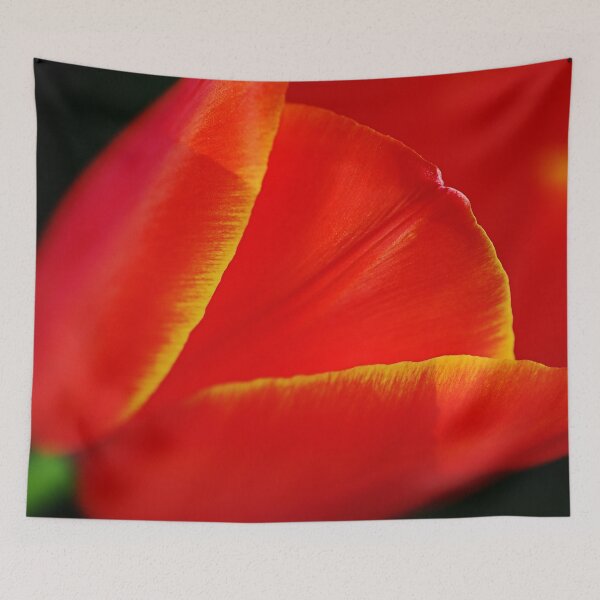 Aperçu de l'œuvre Tulipe rouge à pointe jaune vif créée et vendue par Joy Watson - Natural Light Photography .