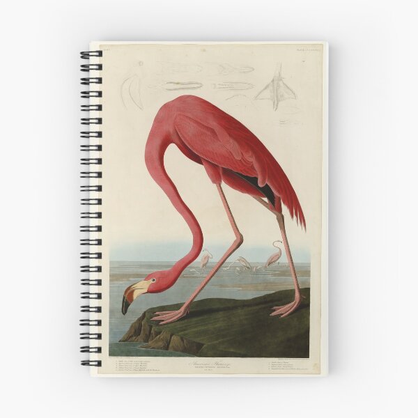 Item preview, 431 American Flamingo designed and sold by Bird-Lore.