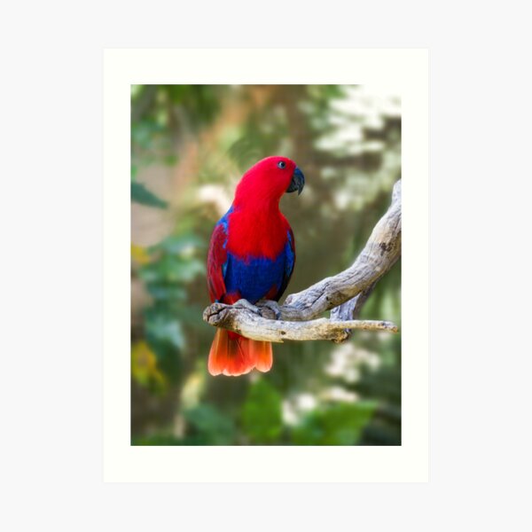 Female Electus Parrot Art Print